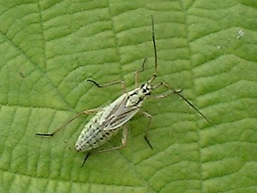 Ischnodemus sabuleti (Fallen) (European cinchbug)