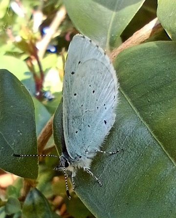 Holly Blue � Celastrina argiolus 2023