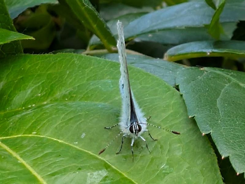 Holly Blue — Celastrina argiolus 2026