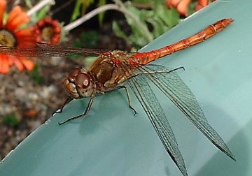 common darter