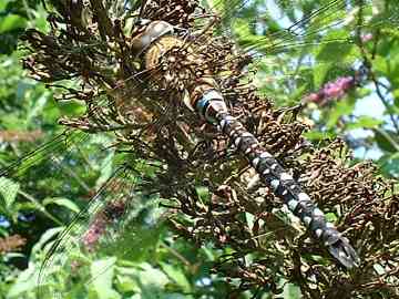 Migrant Dragonfly