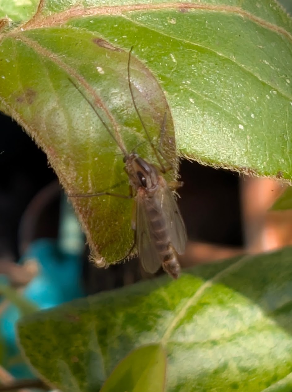 Chironomidae — Non-biting Midge on leaf, Garden March
              2026