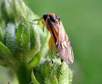 Turnip Sawfly