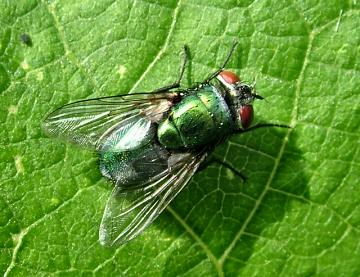 Greenbottle