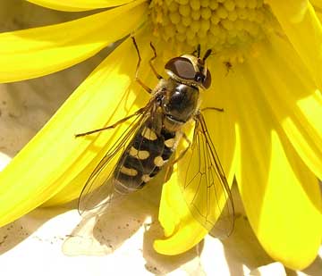 Eupeodes luniger