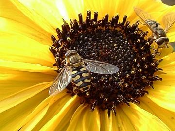 Eupeodes luniger