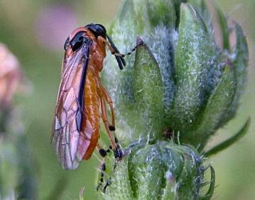 Turnip Sawfly