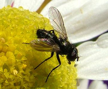 Tachinid