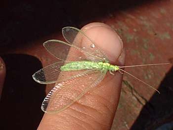 Lacewing