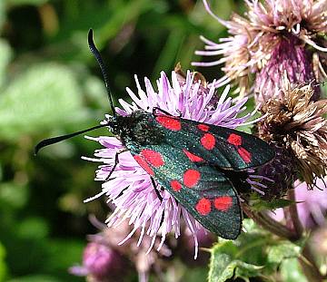 six spot burnet