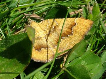 Yellow Shell