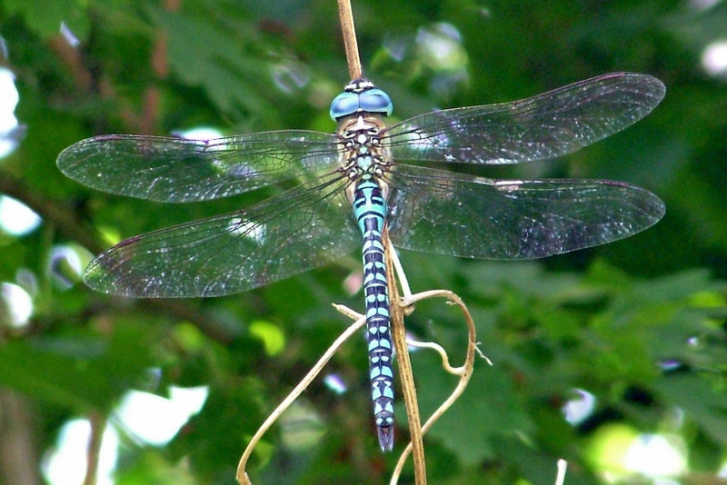 Southern Migrant Hawker