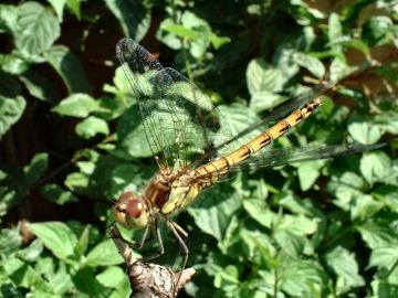 common darter