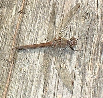 Common Darter