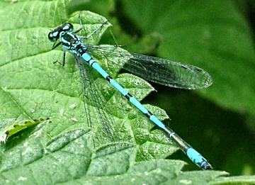 Common Blue