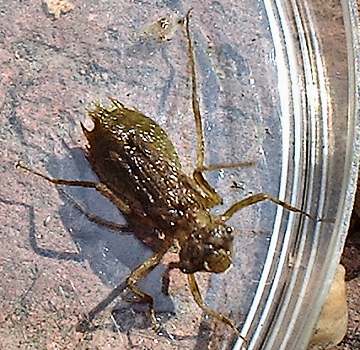 Nymph Damsel