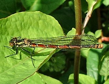 Large Red female