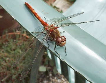 Common Darter