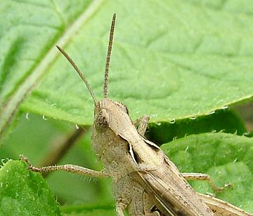 field hopper