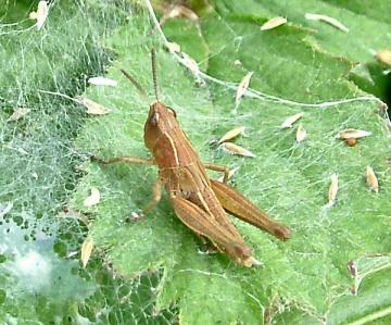 Meadow Hopper