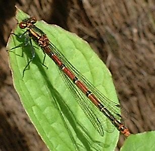 Red Dragonfly