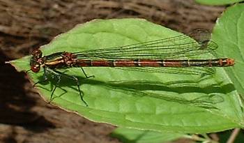 Red Dragon Fly