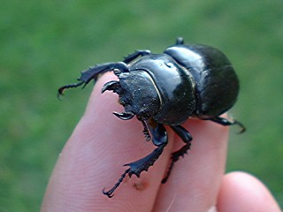 Stag  beetle - female