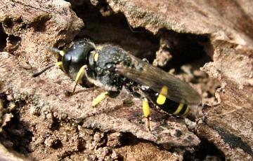 Solitary Wasp