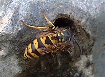 Vespula vulgaris - Common Wasp