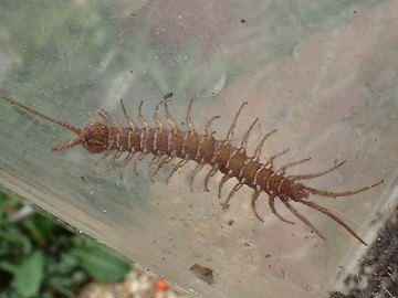 Centipede