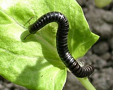 Millipede