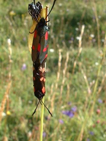 5 Spot Burnet