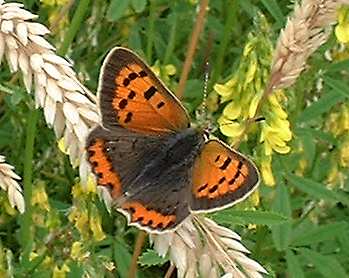 Small Copper