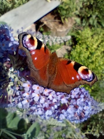 Peacock