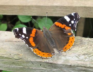 Red Admiral butterfly