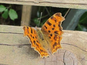 Comma Butterfly