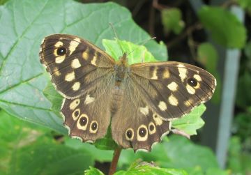 Speckled Wood Butterfly