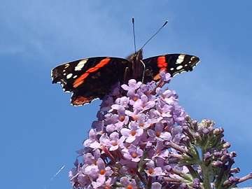 Red Admiral