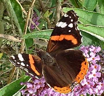 Red Admiral