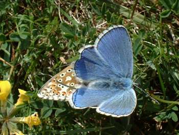 Adonis Blue