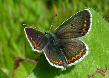 Brown Argus ?