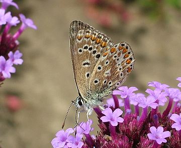 common blue