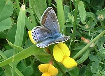 Female Common Blue