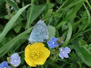 Holly Blue