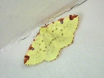 Brimstone Moth