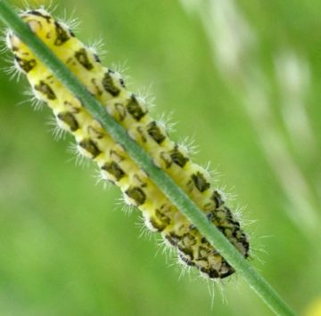 Burnet moth larva