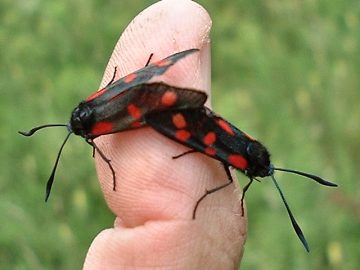 5 spot burnet