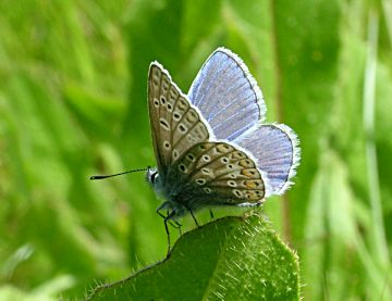 Common Blue