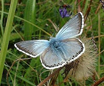 Chalkhill blue