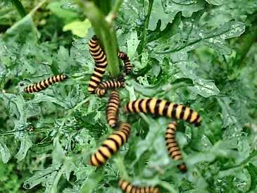 Cinnabar Moth Caterpillar